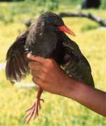 unexplainedresearch.com Calayan