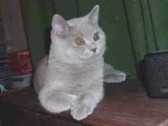 supercats.ru Calber