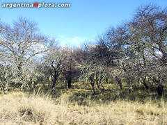 argentinaxplora.com Caldenes