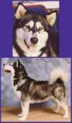 dogzonline.com.au Caleah