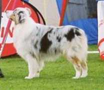 strathavenaussies.co.za Calebb