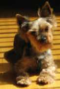 yorkiesinc.com Caleigh