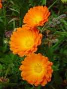 livingwilderness.com Calendula