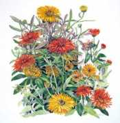 ciderhillgardens.com Calendula