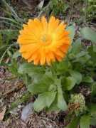 gardeninginarizona.com Calendula