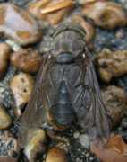 bugguide.net Calens
