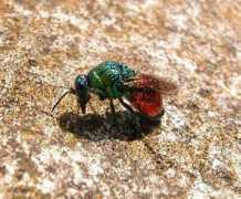galerie-insecte.org Calens