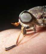 bugguide.net Calens
