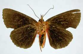 .nrm.se Calesia
