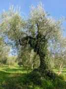 Calesini