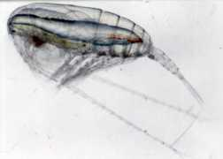 aslo.org Calfin