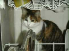 stealee.us Calicat