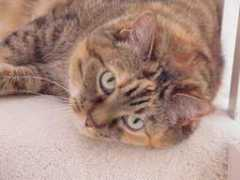 trish.is.barelyworking.com Calicat