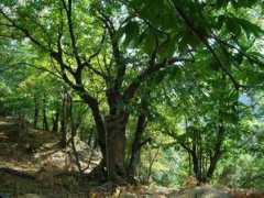 panoramio.com Calice