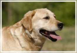 main-square-labradors.com Calido