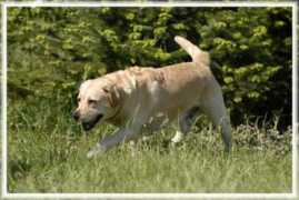 main-square-labradors.com Calido