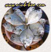 ninh-hoa.com Caliet