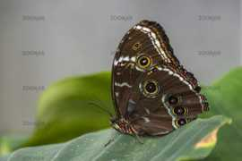 zoonar.com Caligo