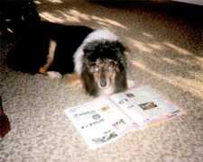collie-online.com Calissa