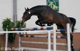 equichannel.cz Calito