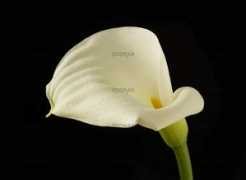 Calla