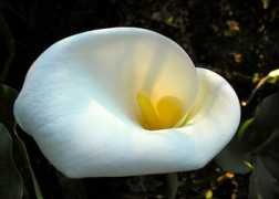 correntewire.com Callas