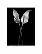 litscapeart.com Callas