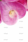 zoonar.com Callas