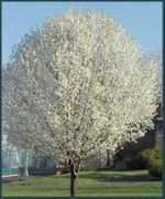 Callery