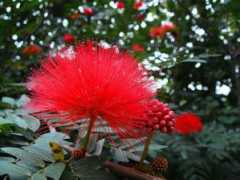 treklens.com Calliandra