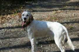 Calliea