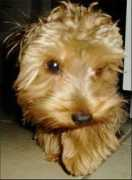 missingpetcenter.com Calliou
