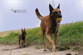 malinois-kleine-helden.com Callitos