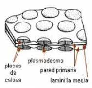 biologia.edu.ar Calosa