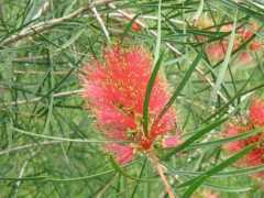 botanic.jp Calpin