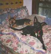 saveadog.com Calpurnia