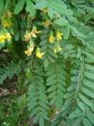 zimbabweflora.co.zw Calpurnia