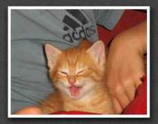 legaletas.net Caludine