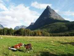 exviking.net Calves