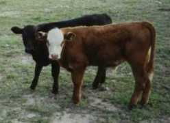 lmaero.com Calves
