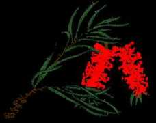 sgapqld.org.au Calvim
