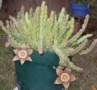 Camaleona