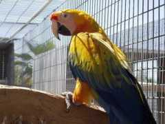 azparrots.com Camalot