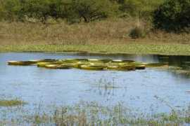 Camalote