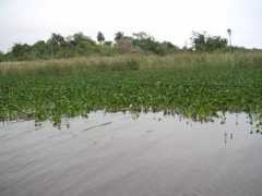 Camalote