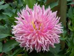 dahlias.net Camano