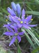Camasa