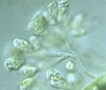 protist.i.hosei.ac.jp Cambari
