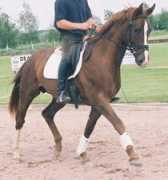 scandinavian-dressage.com Cambourieu