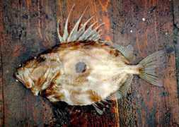fishbase.gr Cambraia